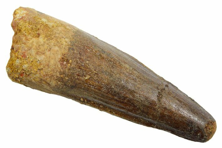 Fossil Spinosaurus Tooth - Feeding Worn Tip #349762